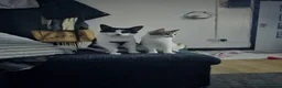 Mixed Breed cats for sale: 3 cute playful kittens available  in Birmingham - Advert 12