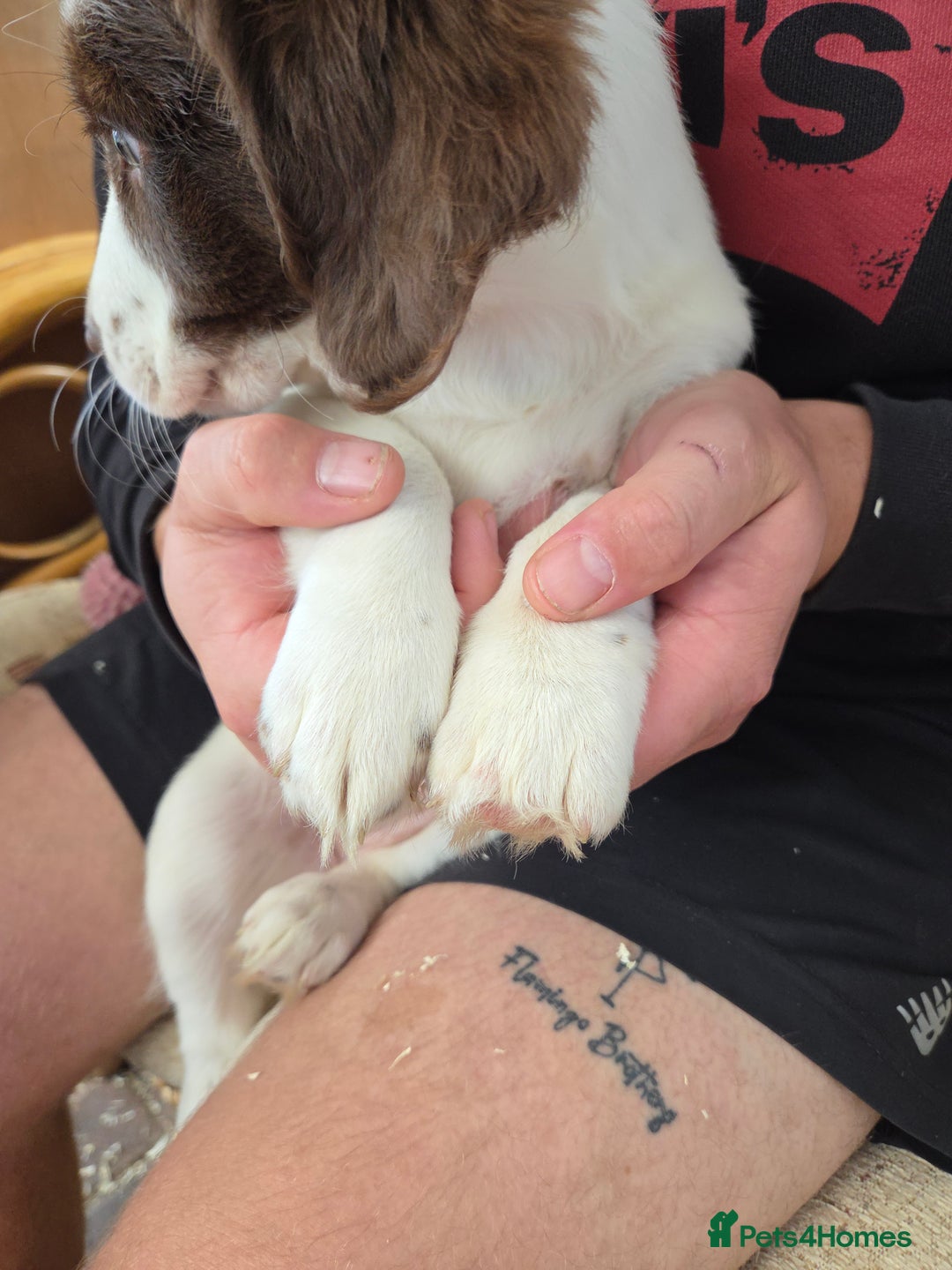 Sprollie dogs for sale: x1 Sprollie puppies ready to go 💙 - Image 14