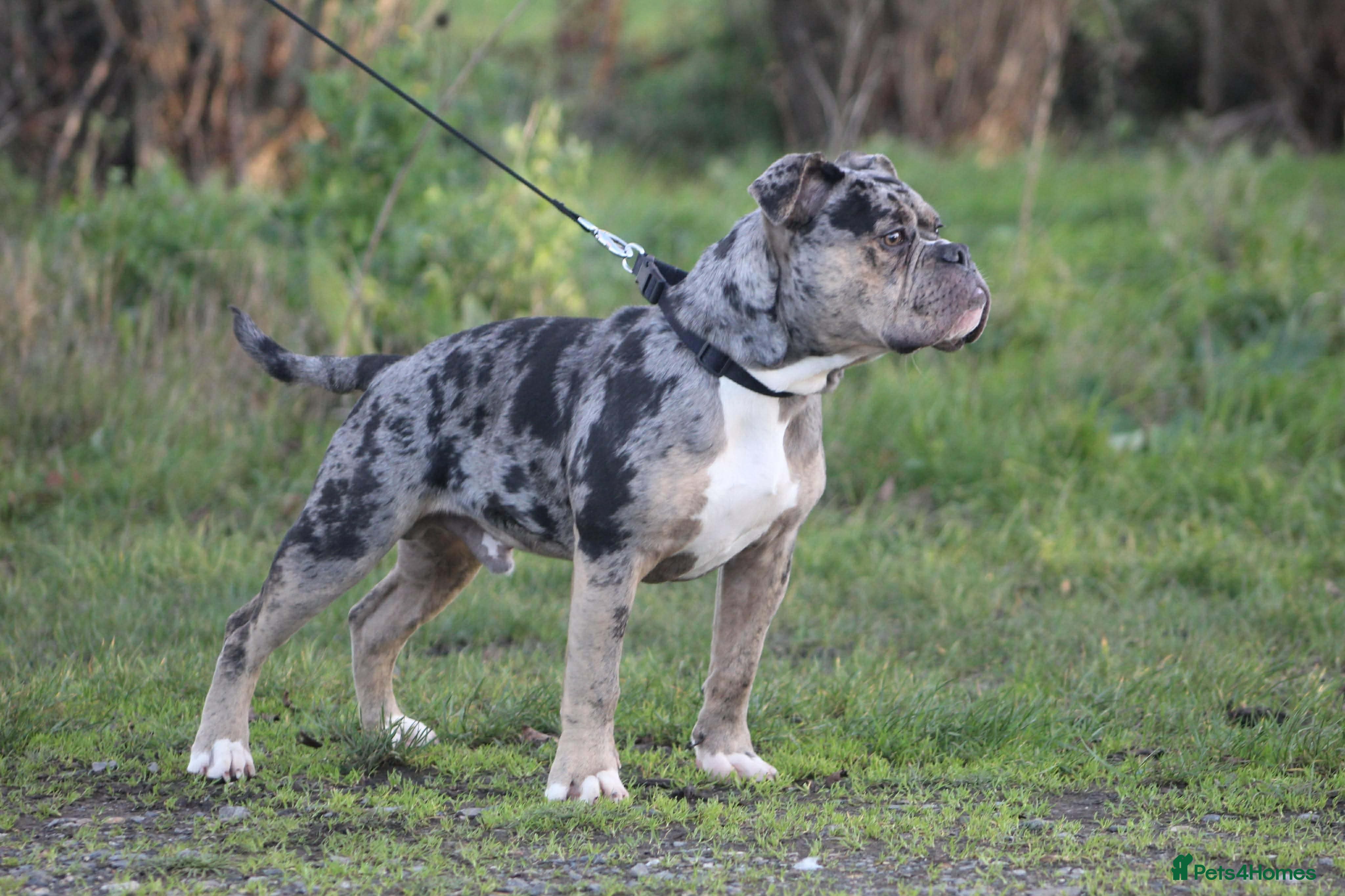 Olde English Bulldogge dogs Olde English Bulldogge for sale - Advert 12