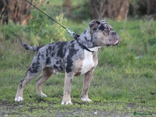 Olde English Bulldogge dogs Olde English Bulldogge for sale - Advert 12