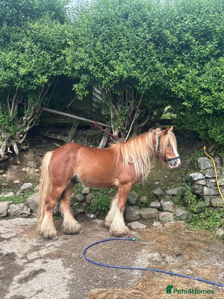 Irish Cob horses Charlie boy ride and drive 4 year old - Advert 1