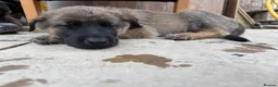 Mixed Breed dogs for sale: Malanois X - Advert 6