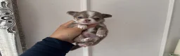 Chihuahua dogs for sale: 🐾🩶 OUTSTANDING litter of EXCEPTIONAL Chihuahuas - Advert 12