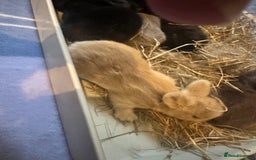 Mini Lion Lop rabbits for sale: Gorgeous lion lop babies  - Image 19