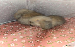 Mini Lion Lop rabbits for sale: ADORABLE BABY MINI LION LOPS  - Image 1