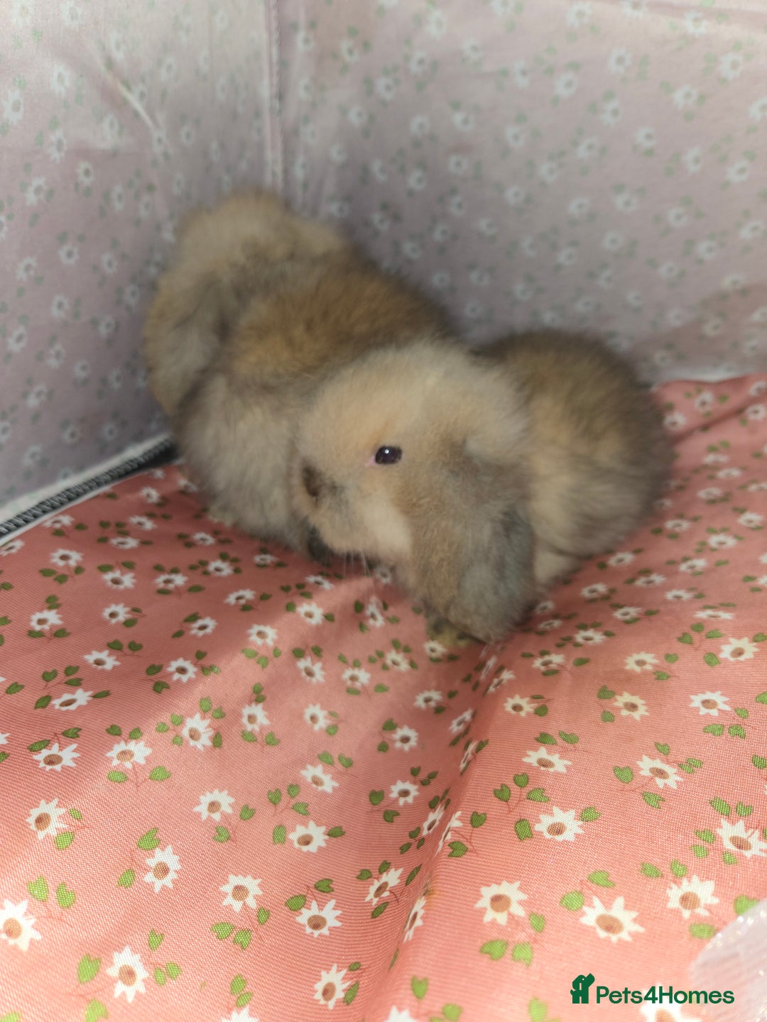 Mini Lion Lop rabbits for sale: ADORABLE BABY MINI LION LOPS  - Image 1