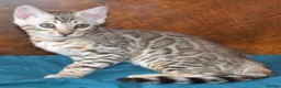 Bengal cats for sale: STUNNING SILVER MALE BENGAL CUB - Advert 7