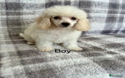 Toy Poodle dogs for sale: Stunning litter of toy poodle puppies  - Image 4