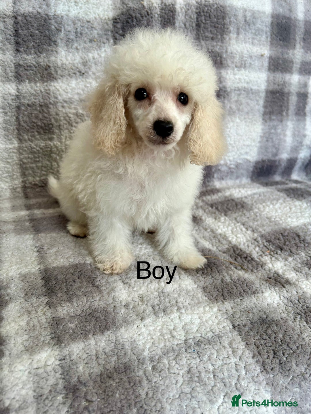 Toy Poodle dogs for sale: Stunning litter of toy poodle puppies  - Image 4