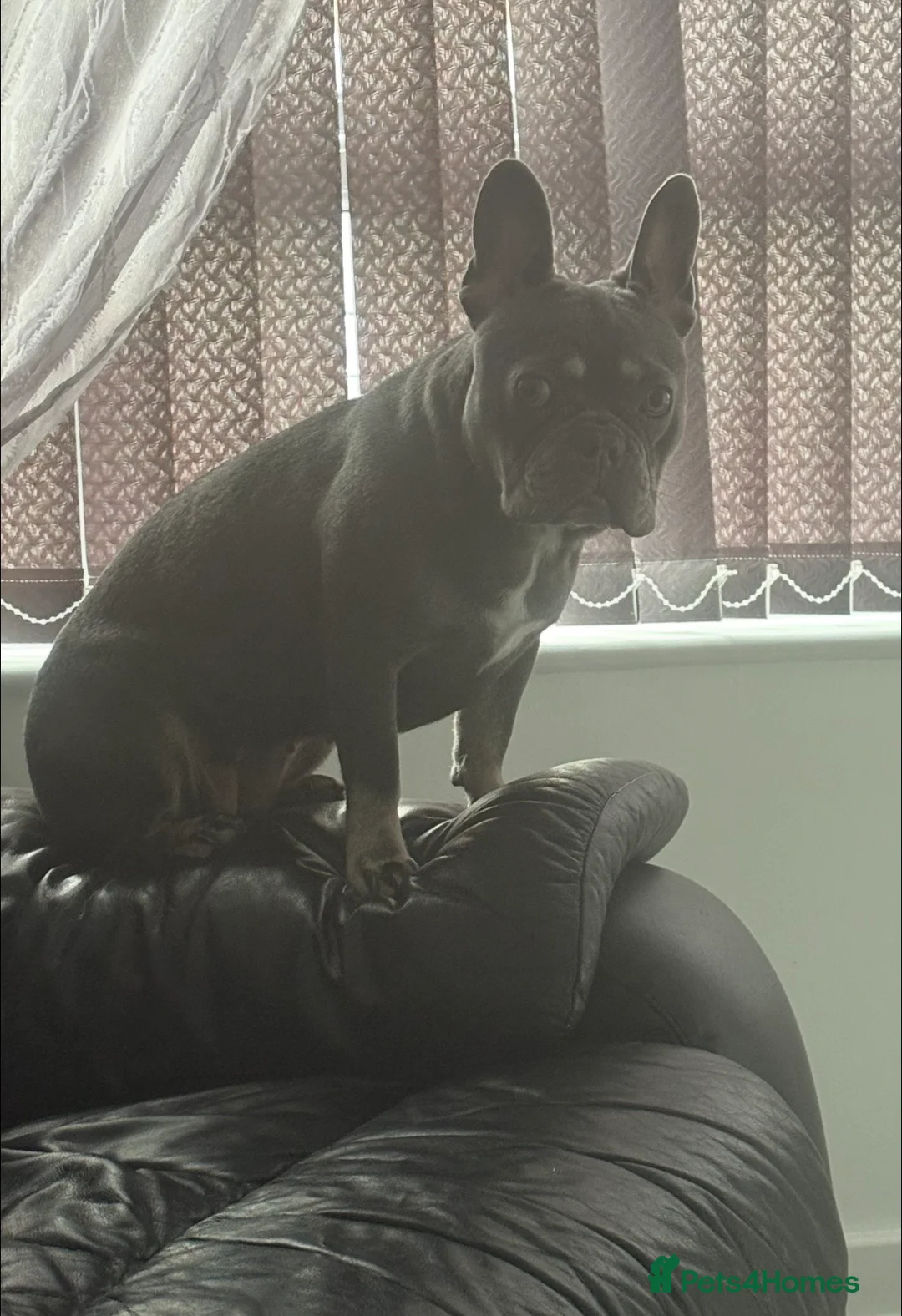 French Bulldog dogs for sale: Blue and Tan French bulldog bitch  - Advert 3