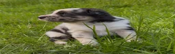 Mixed Breed dogs for sale: Beautiful Shollie pups - Advert 2