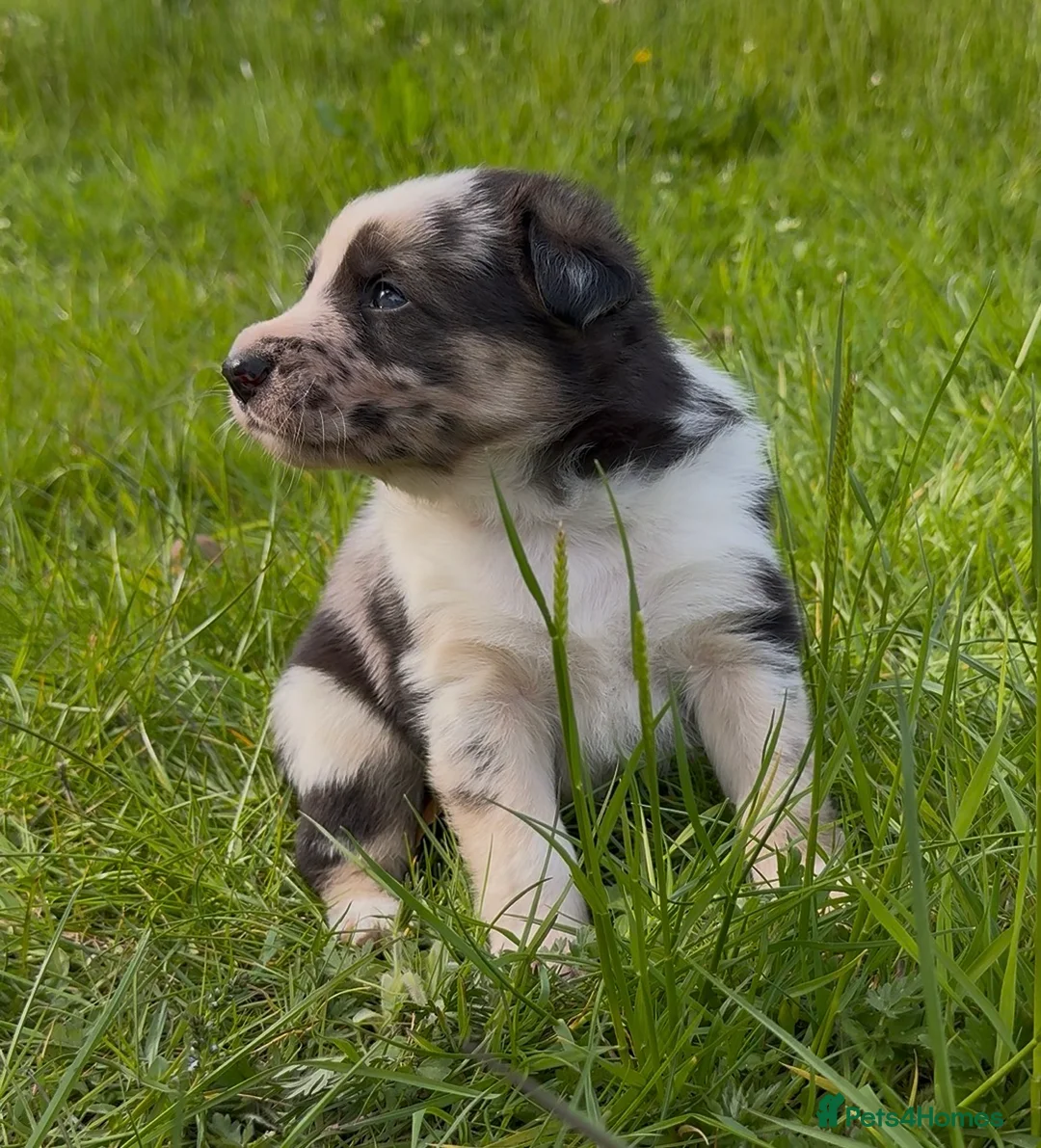 Mixed Breed dogs for sale: Beautiful Shollie pups - Advert 2