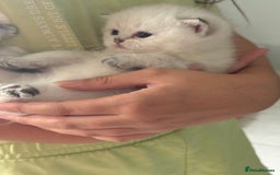 British Shorthair cats for sale: Beautiful GCCF kittens from champion lines  - Image 8