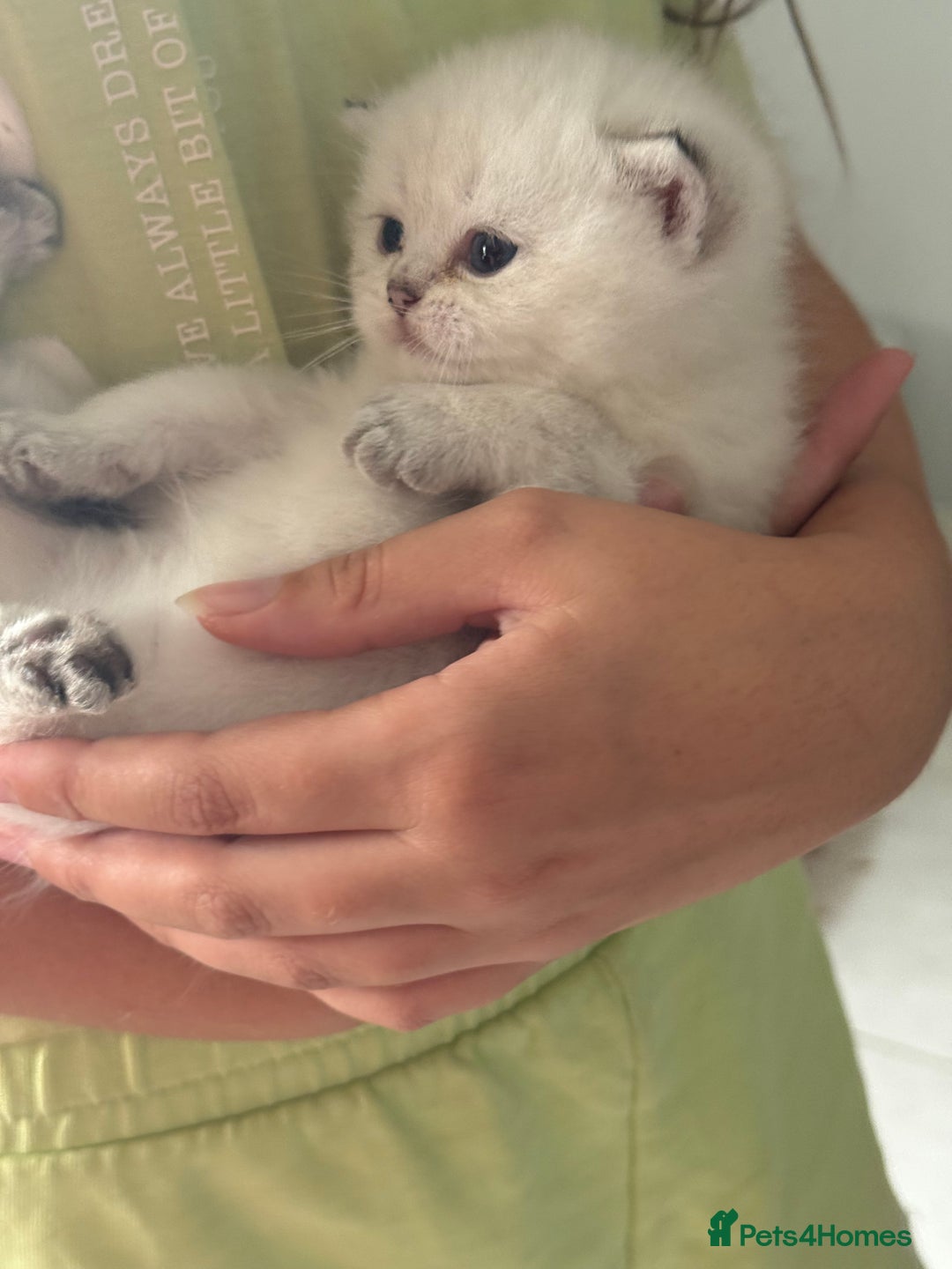 British Shorthair cats for sale: Beautiful GCCF kittens from champion lines  - Image 8
