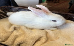 Mixed Breed rabbits for sale: Beautiful baby rabbits  - Image 4