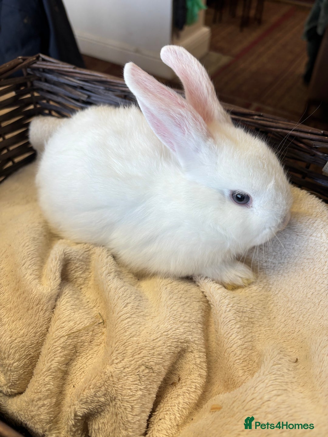Mixed Breed rabbits for sale: Beautiful baby rabbits  - Image 4