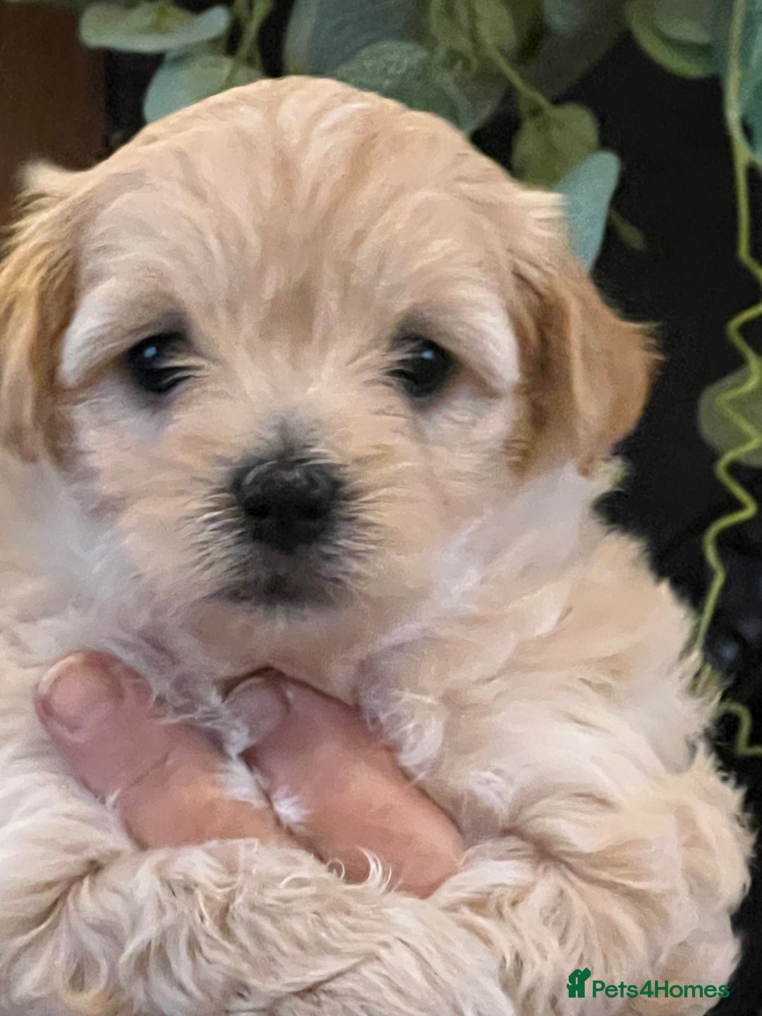 Maltipoo dogs for sale: Maltipoo puppies  - Advert 34