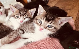 Mixed Breed cats for sale: Kittens ready for lovely homes - Image 1