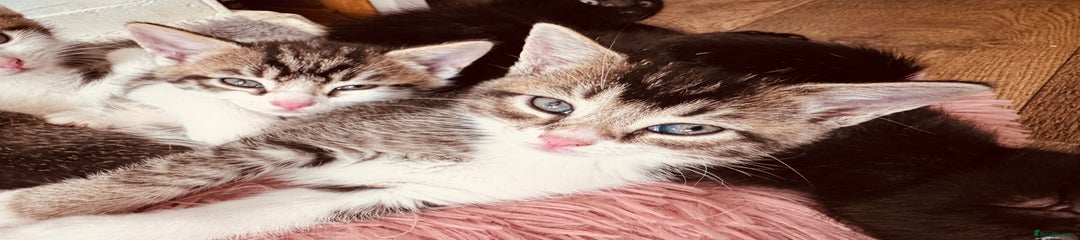 Mixed Breed Kitten 1