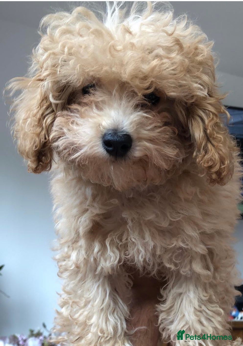 Toy Poodle dogs 🧸Beautiful red toy/asian poodle puppies 🧸  - Advert 18
