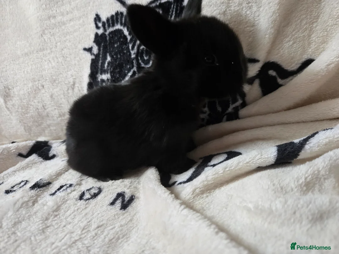 Mini Lop rabbits for sale: Stunning mini lop bunnies - Advert 2