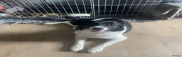 Mixed Breed dogs for sale: Kiara🎀 border collie x  - Advert 1