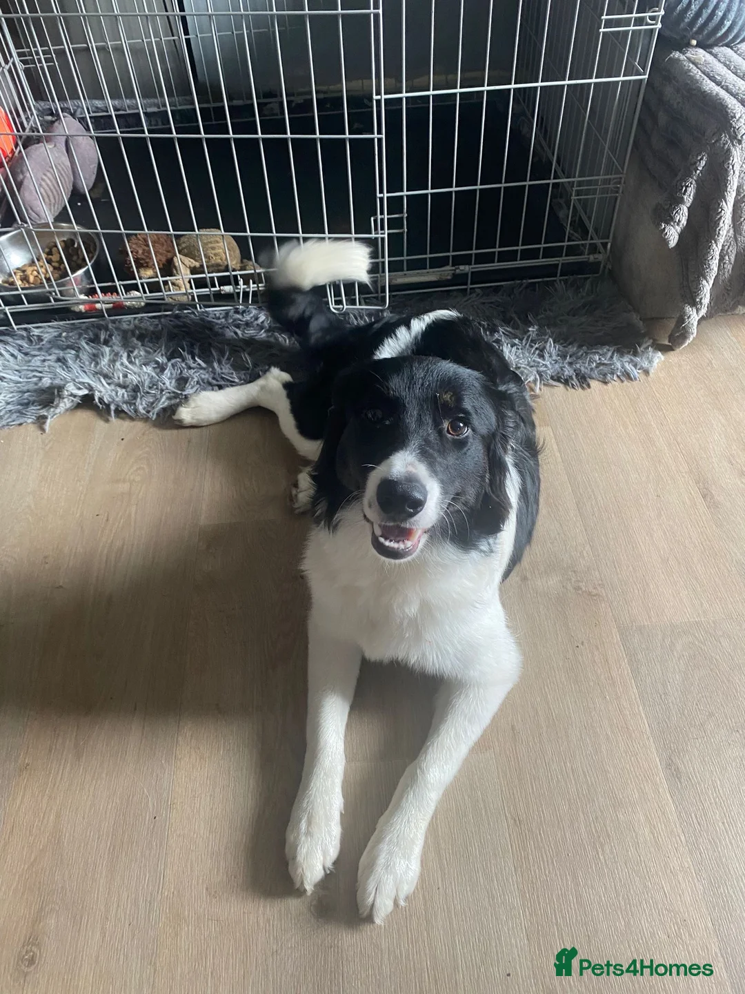 Mixed Breed dogs for sale: Kiara🎀 border collie x  - Advert 1