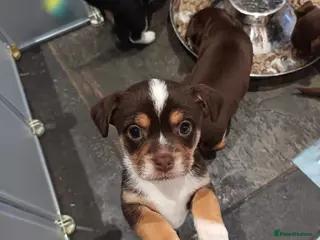 Chorkie dogs Beautiful litter of chorki's only 3 boys left - Advert 1