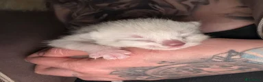 Fuzzy fluffy