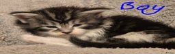 Maine Coon cats for sale: Gorgeous Registered Maine Coon Kittens - Advert 5