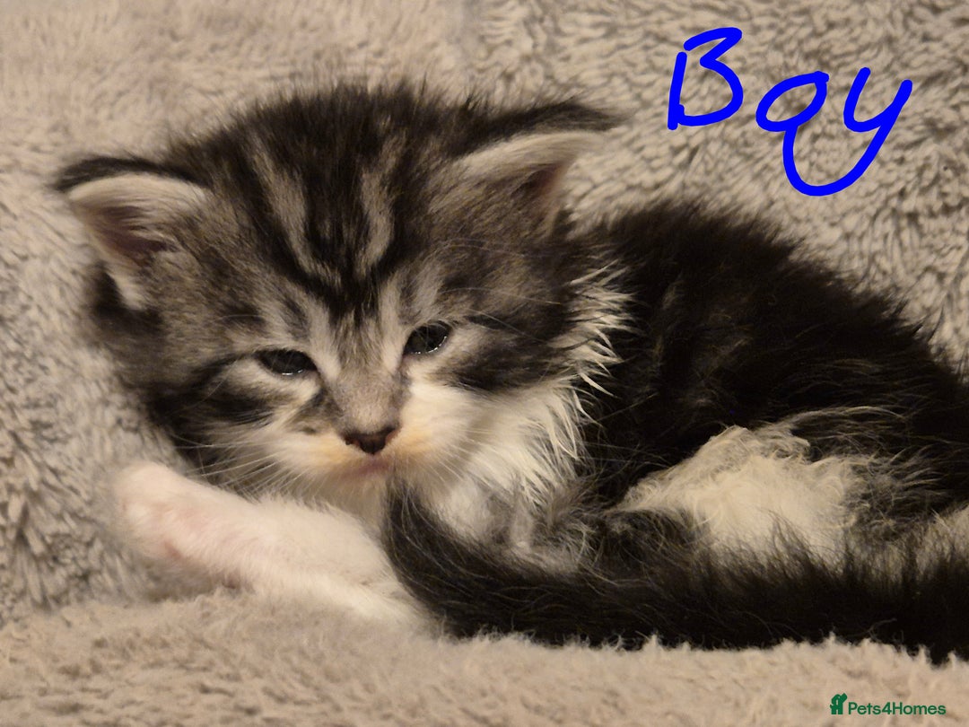 Maine Coon cats for sale: Gorgeous Registered Maine Coon Kittens - Advert 5