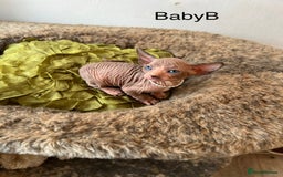 Sphynx cats for sale: Exquisite Sphynx Kittens - Image 13