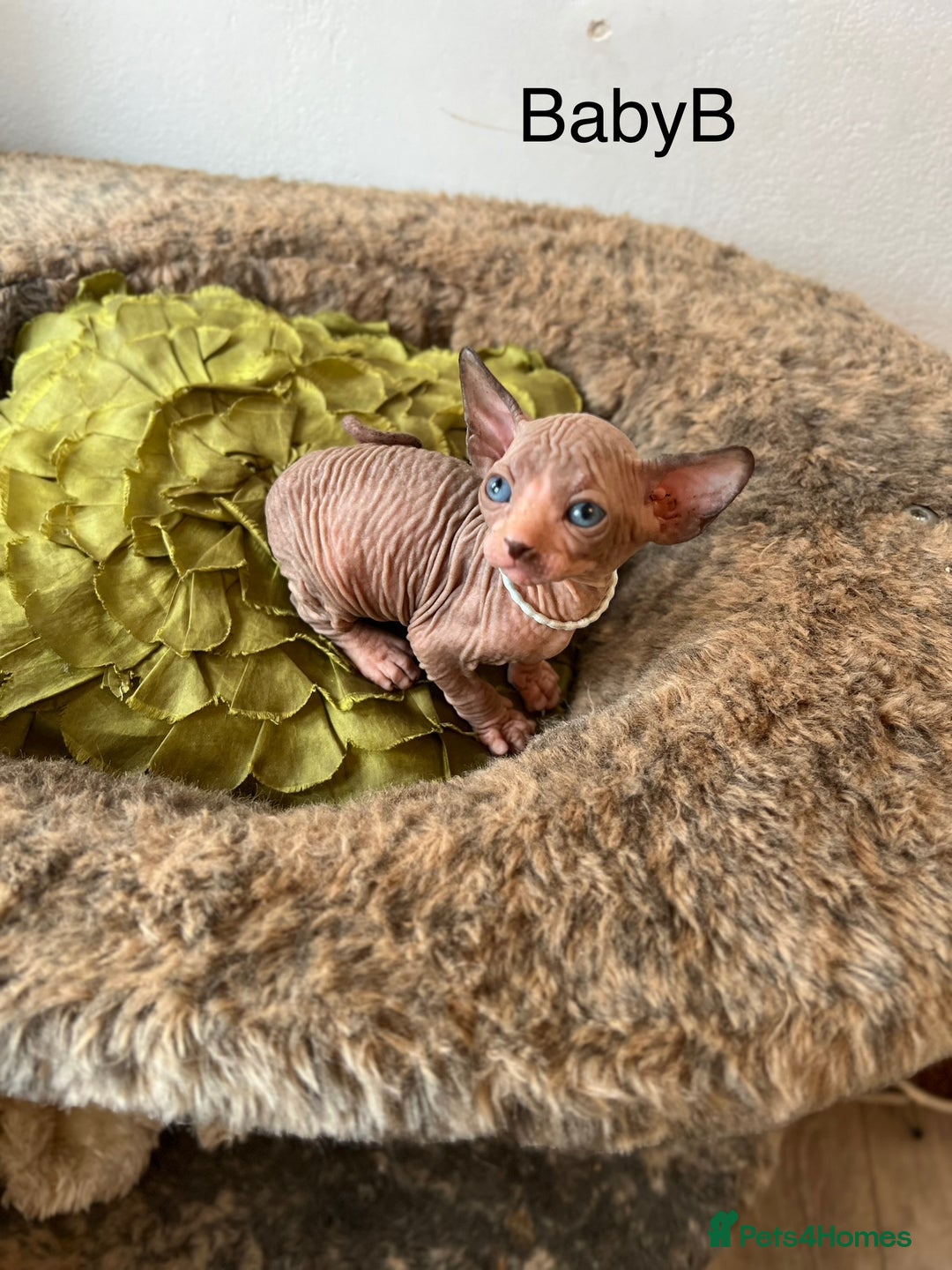 Sphynx cats for sale: Exquisite Sphynx Kittens - Image 13