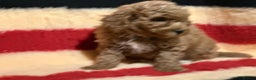 Mixed Breed dogs for sale: Beautiful Cavapoochon litter  - Advert 11