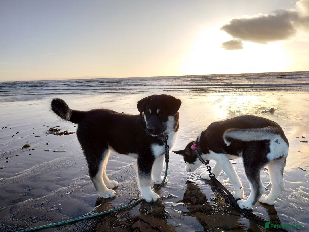 Mixed Breed dogs for sale: Siberian Husky x (Alaskan Malamute x English Bull) - Advert 3