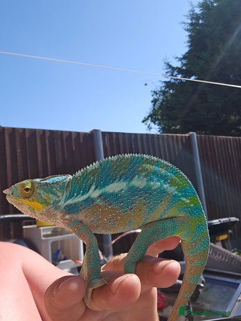 Chameleon reptiles - Advert 17