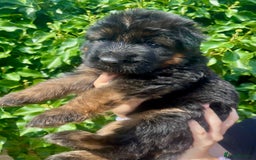 German Shepherd dogs for sale: German Shepard Long haired puppies - Image 21