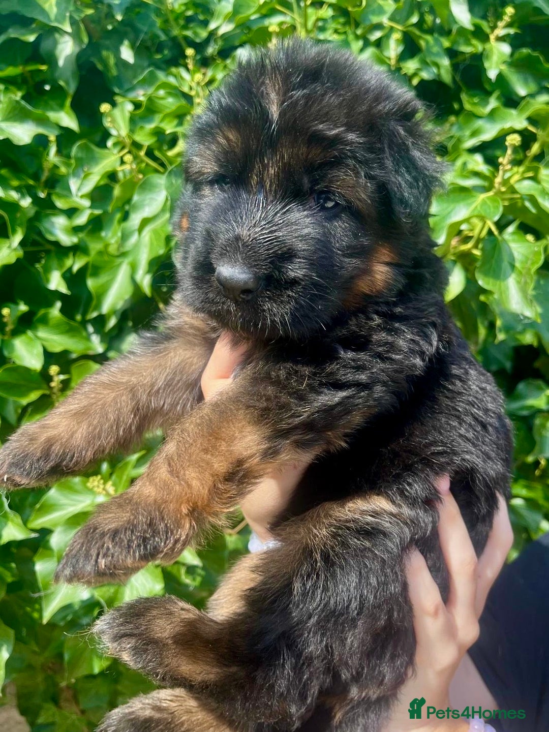 German Shepherd dogs for sale: German Shepard Long haired puppies - Image 21