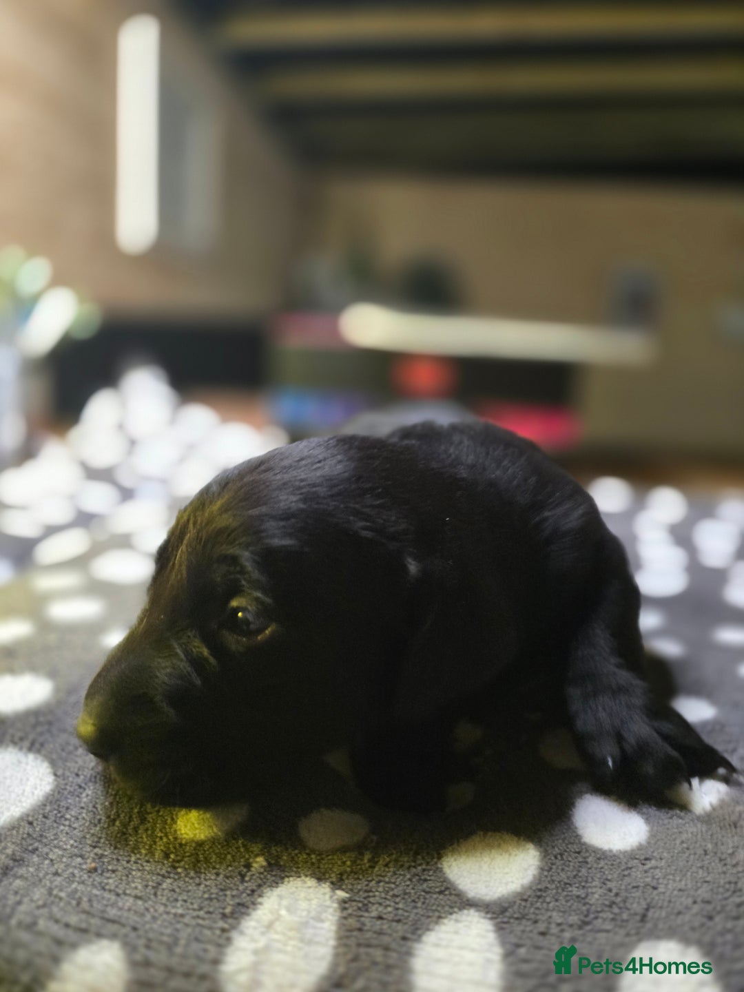 Labrador Retriever dogs for sale: Beautiful Labradors. Ready in time for Christmas - Image 28
