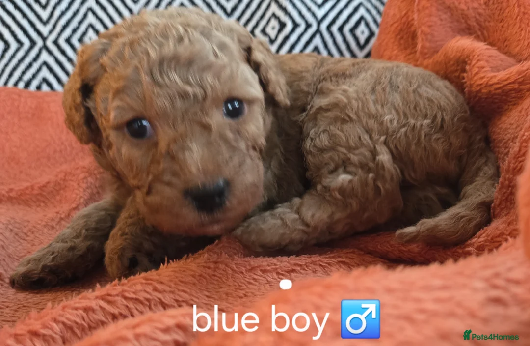 Mixed Breed dogs for sale: Beautiful Health Tested Poochon Cross Puppies  - Advert 26