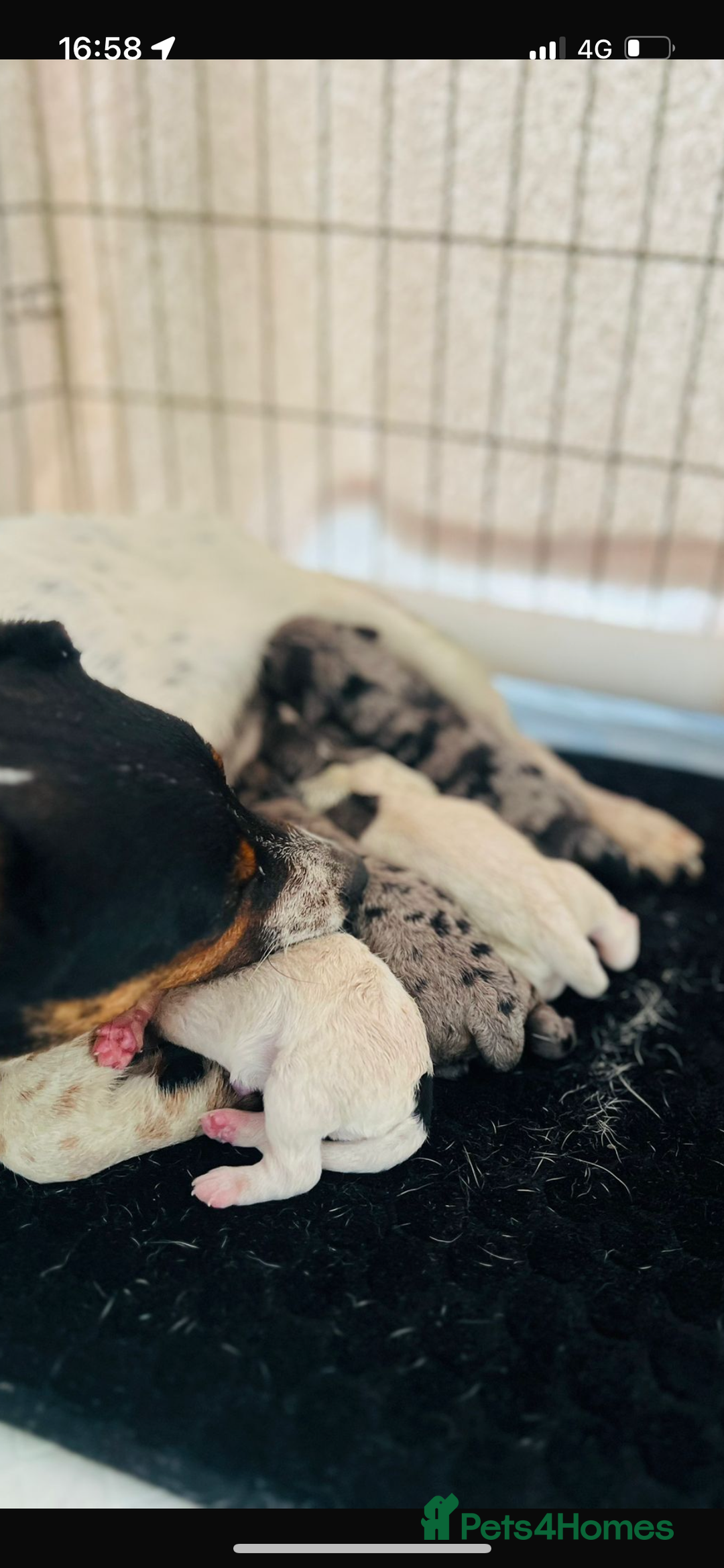 Mixed Breed dogs for sale: Cocker Jack puppies - Image 8