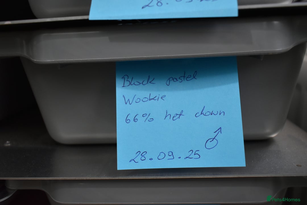 Python Snake reptiles for sale: Amazing baby ball pythons - Advert 6