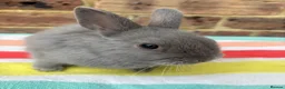Netherland Dwarf rabbits for sale: Blue Male Netherland Dwarf bunny, ready to leave - Advert 6