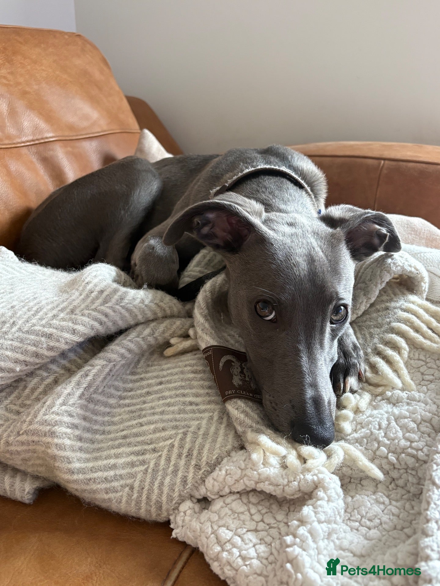 Whippet dogs Beautiful blue boy looking for forever home  - Advert 1
