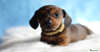 Miniature Dachshund dogs - Advert 8