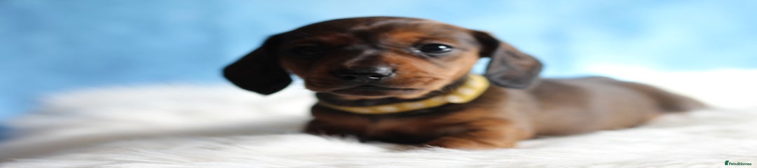 Yellow collar boy 