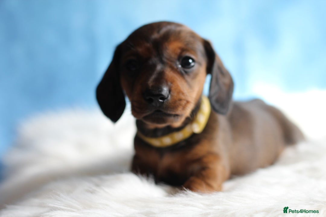 Miniature Dachshund dogs for sale: One Boy Ready now KC Reg, Champion Sired  - Image 5