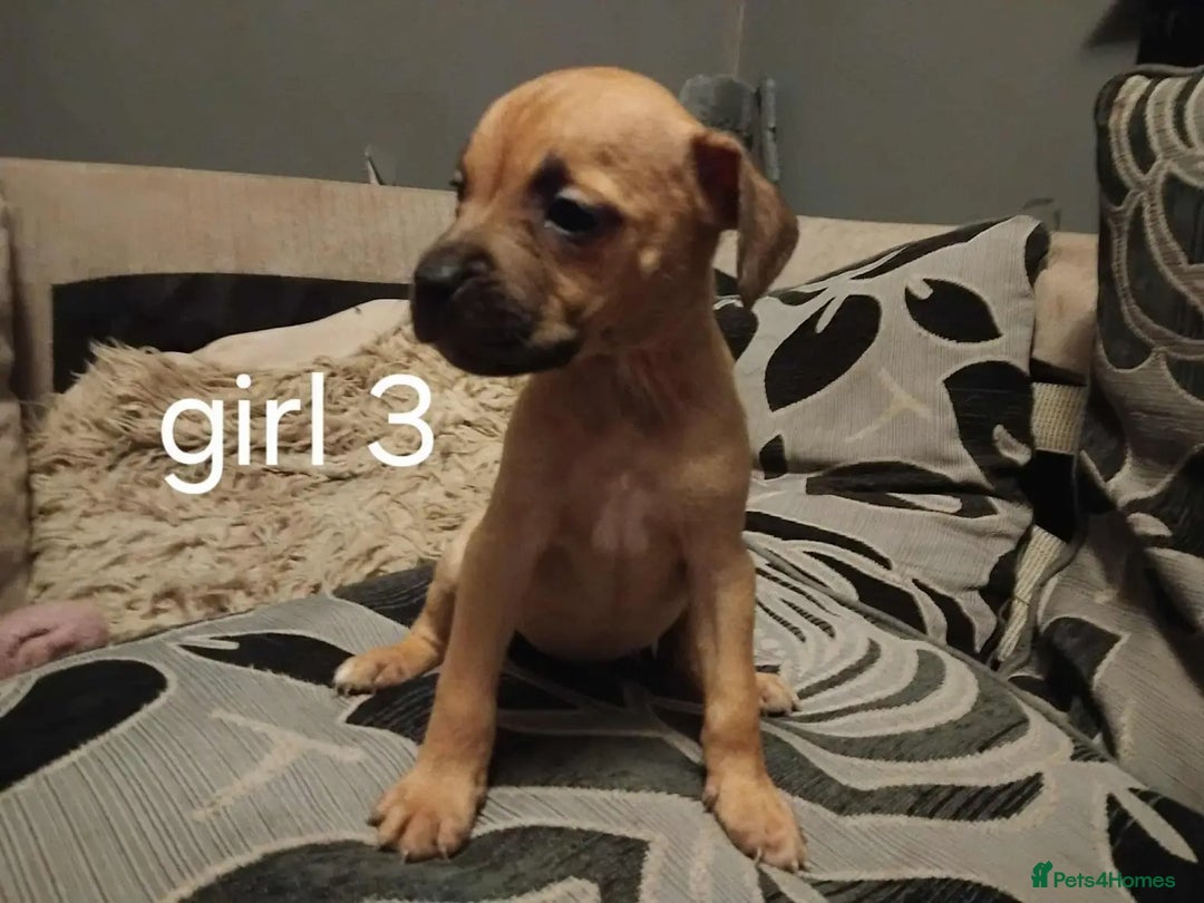 Mixed Breed dogs for sale: Puppys  - Image 5