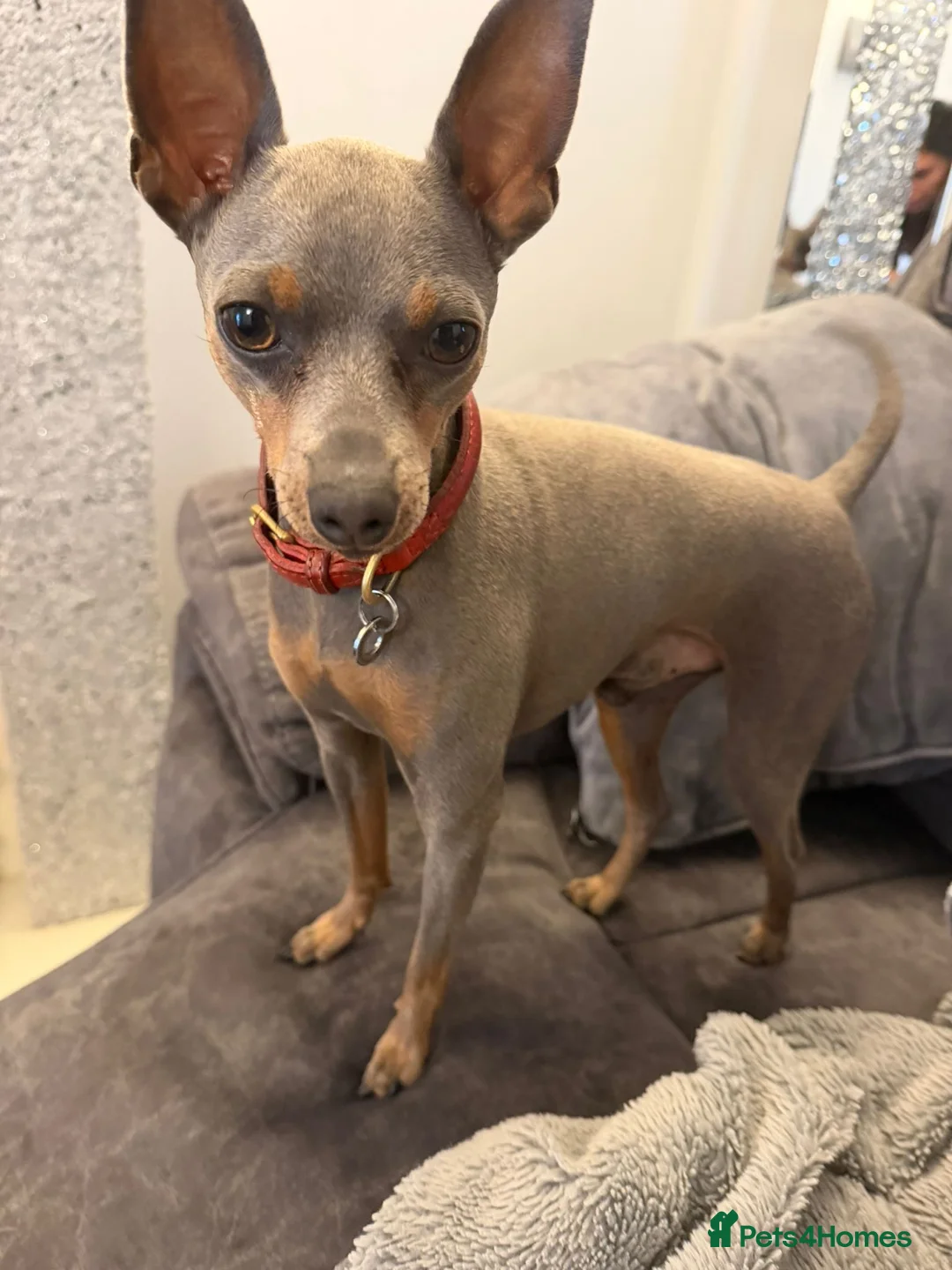 Miniature Pinscher dogs for stud: Miniture Pinscher Blue & Tan Stud - Advert 1