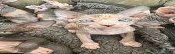 Sphynx cats for sale: Adorable sphinx kittens - Advert 11